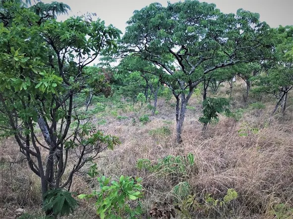 Land