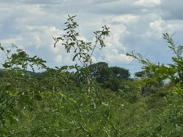 Commercial & Industrial Land