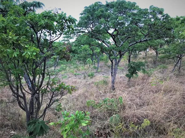 Land